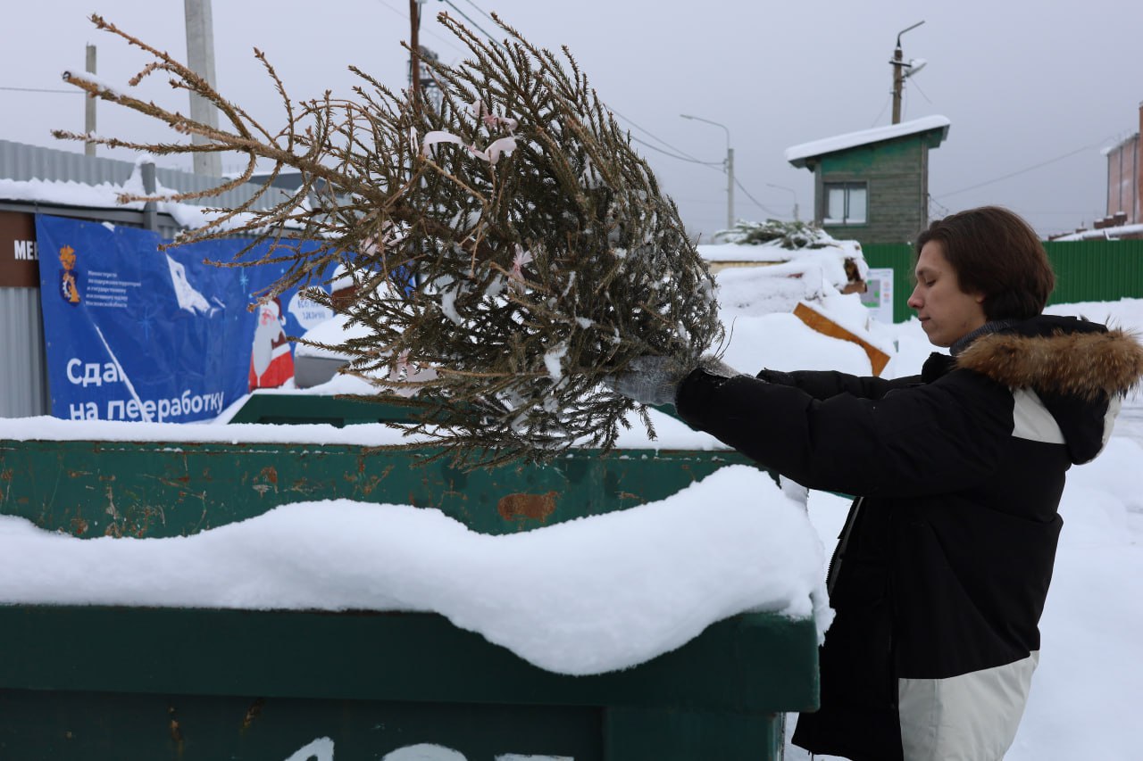 Жителям Серпухова предлагают сдать елки на переработку