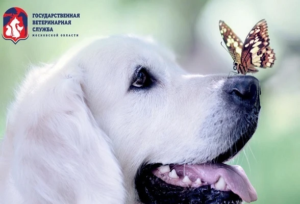 В Серпухове мобильные ветеринарные пункты проводят выездную вакцинацию против бешенства