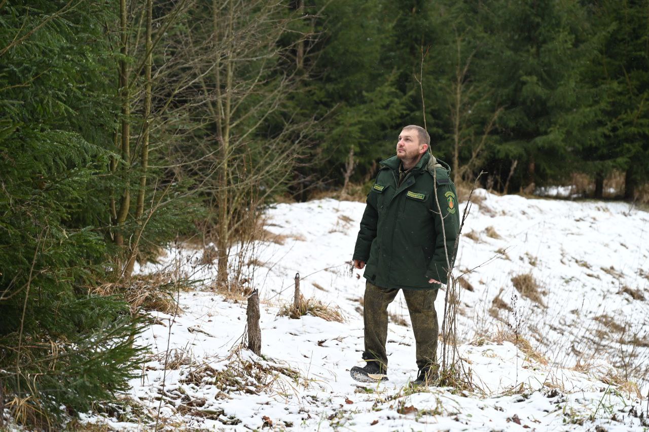 Жителям Серпухова напомнили, что без официального разрешения запрещается вырубка елей и сосен