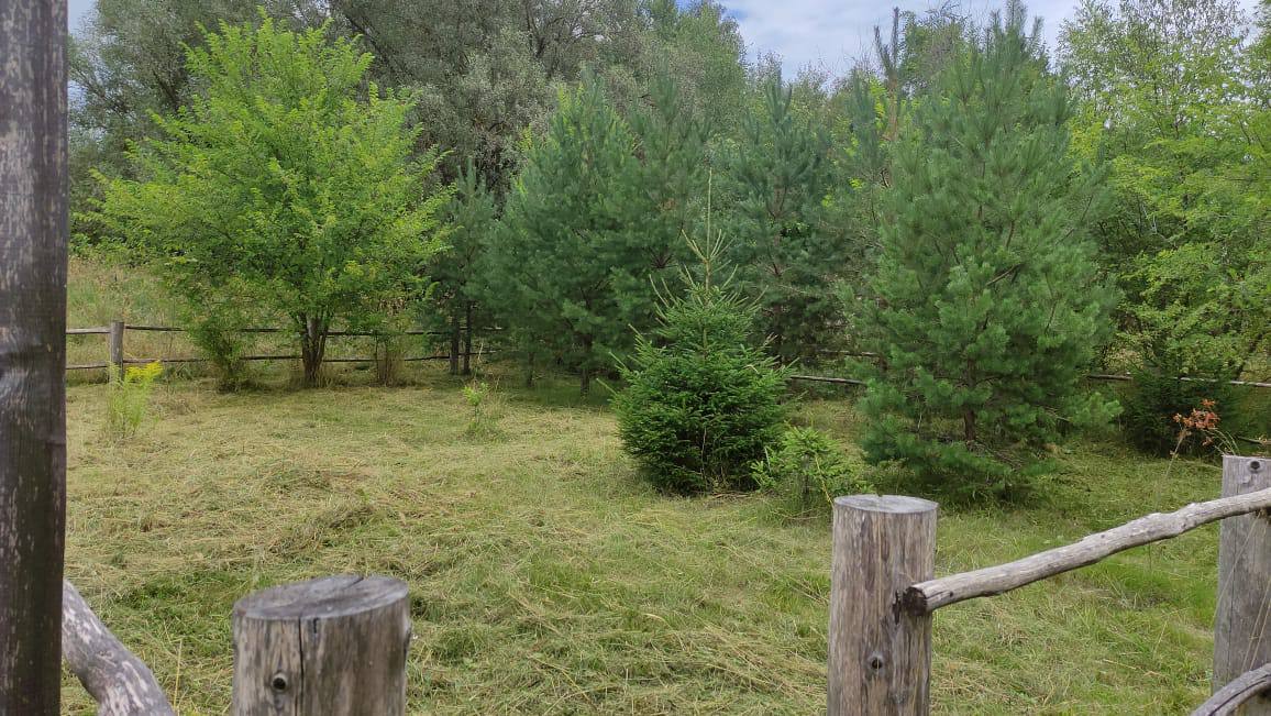 Работники филиала «Русский лес» помогают школьникам ухаживать за деревьями и кустарниками