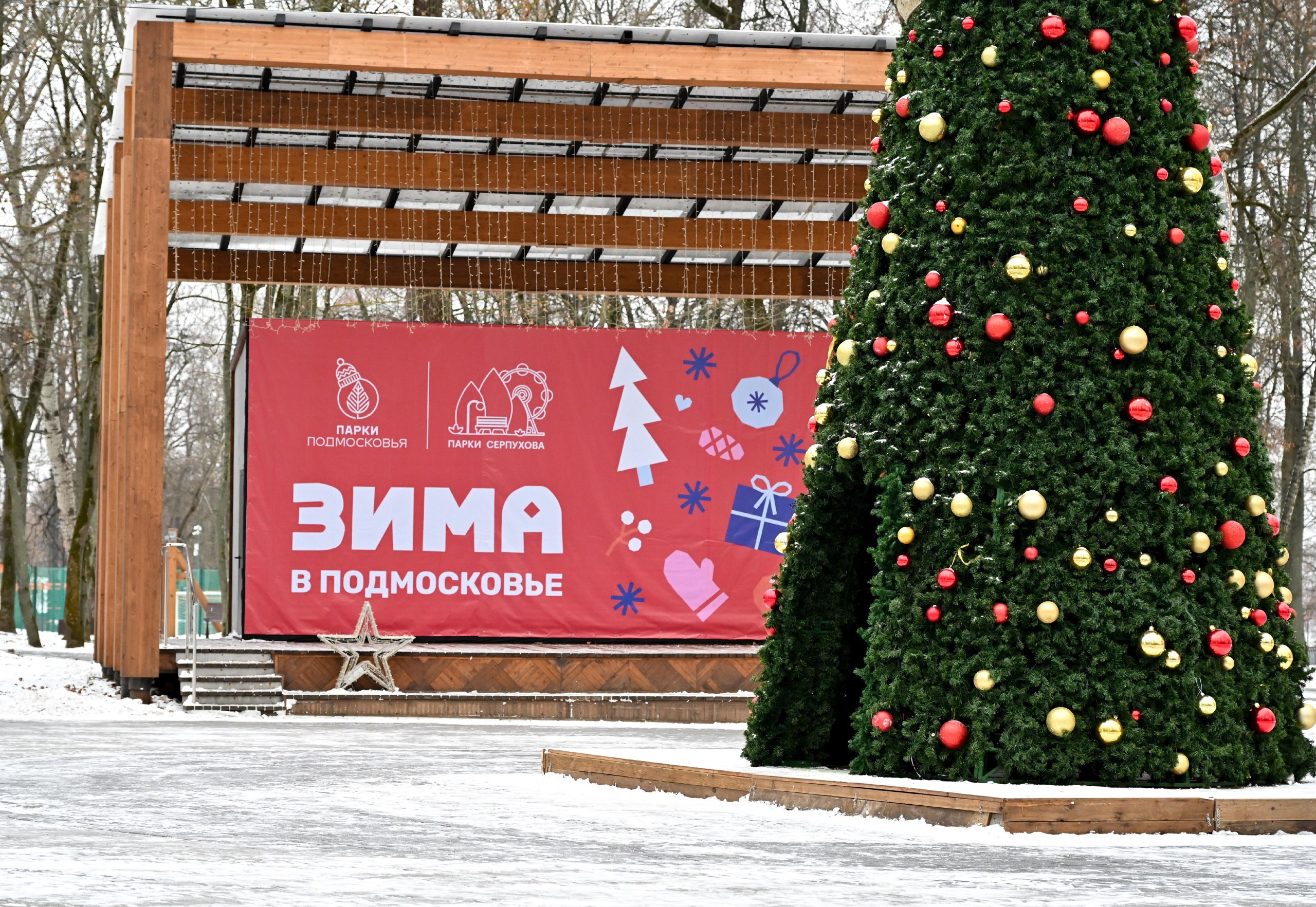 Ёлка из парка им. О. Степанова в Серпухове участвует во Всероссийском конкурсе