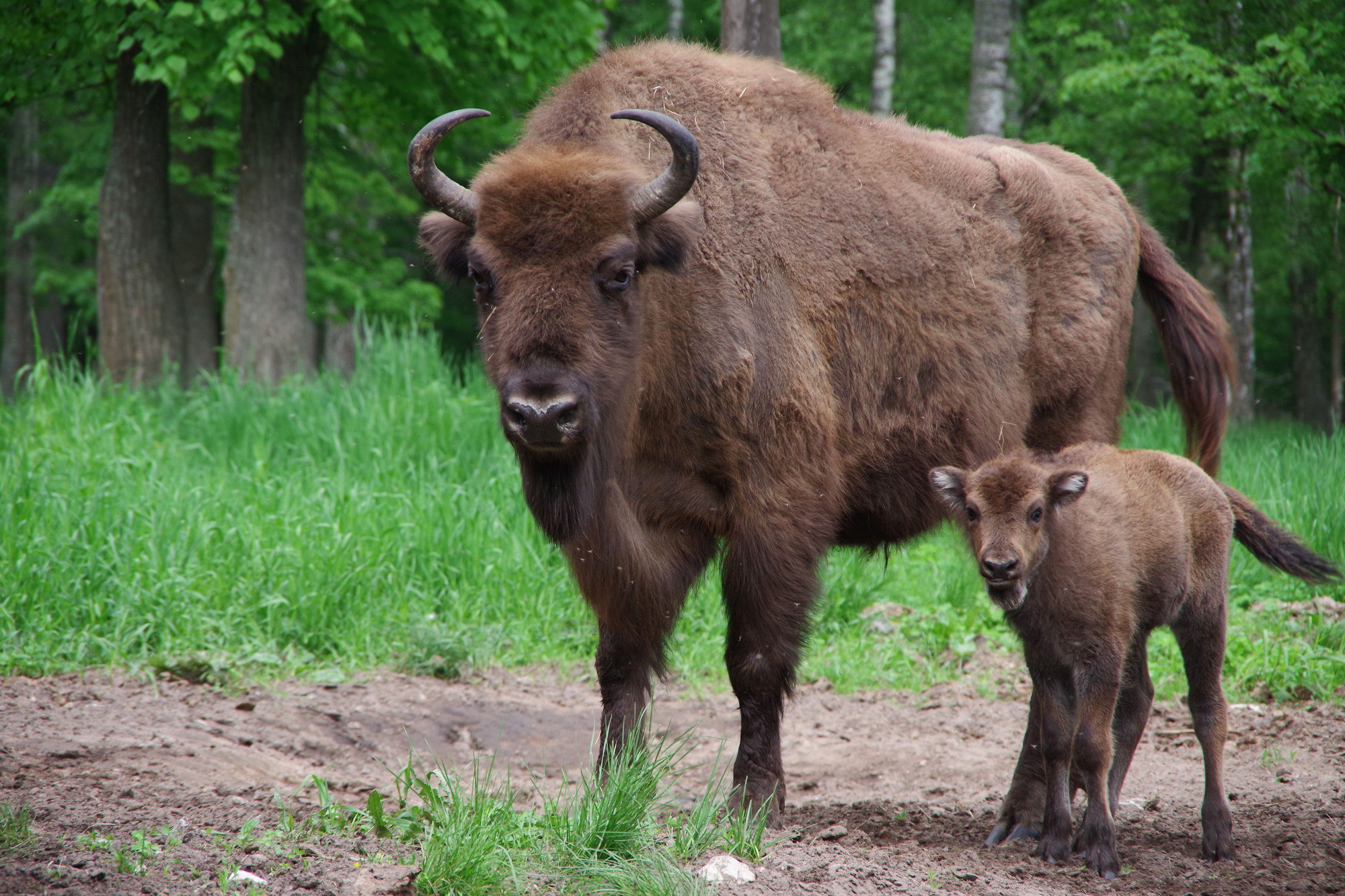 Приокско-Террасный заповедник принимает участие в ежегодной премии «Russian Traveler Awards 2025»