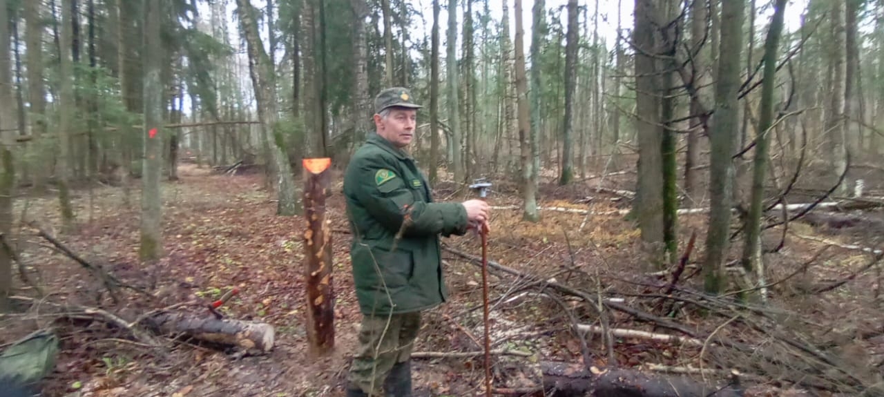 Лесничество «Русский лес» ликвидировало в Серпухове 19 свалок и очистило 1,5 гектара леса 