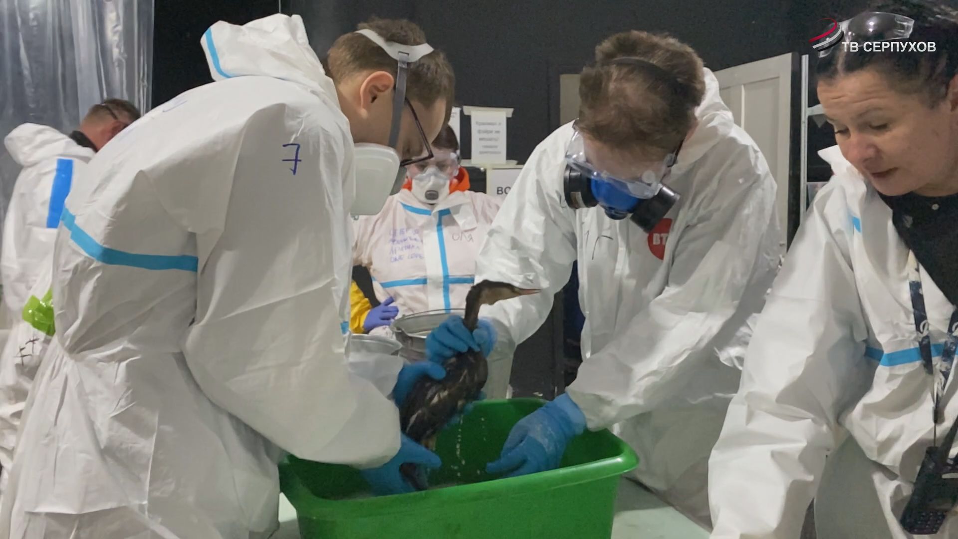 Волонтеры из Подмосковья помогают пострадавшим животным  в Анапе