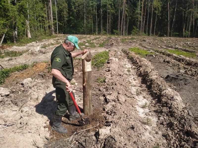 В лесничестве «Русский лес» завершены работы по искусственному лесовосстановлению 