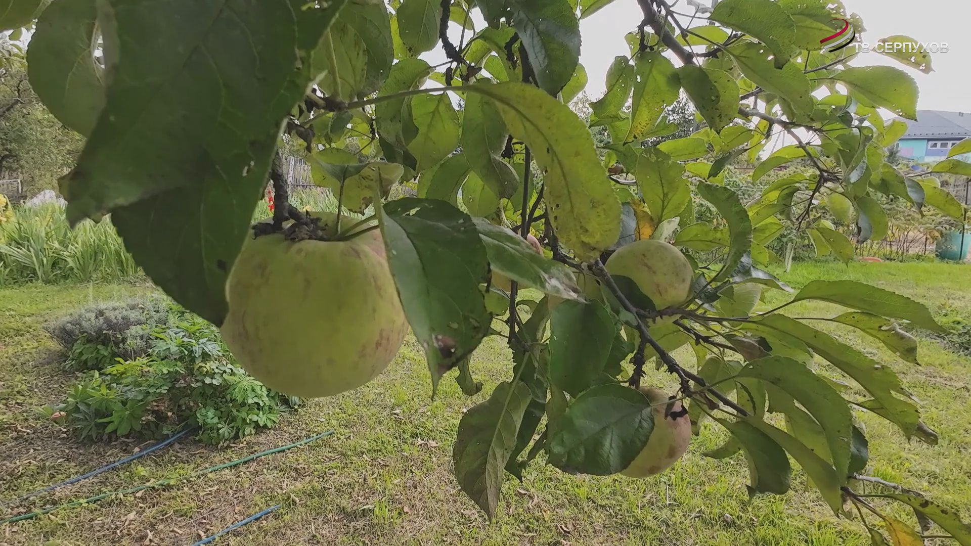 В Серпухове собрали яблоки для участников СВО