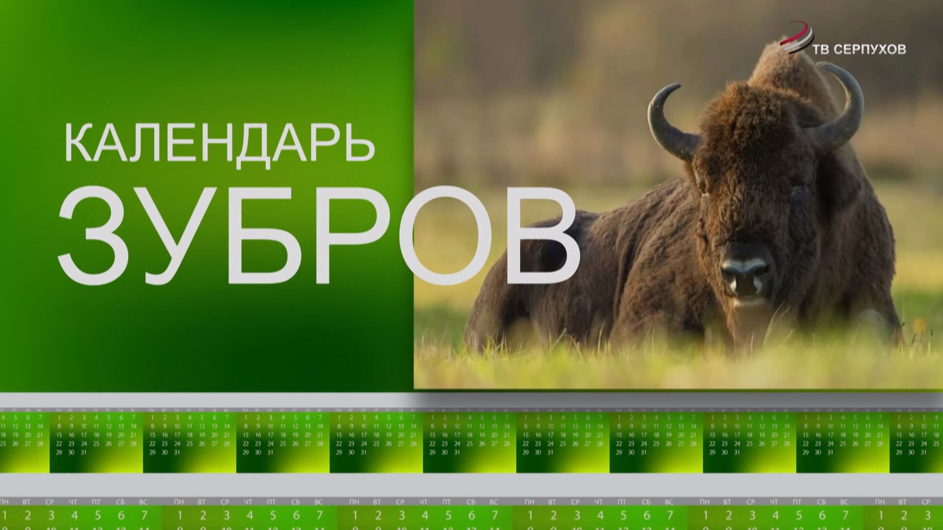 Календарь зубров. Сентябрь Календарь зубров. Сентябрь