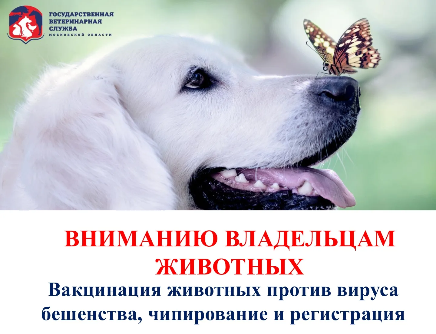 Бесплатная вакцинация от бешенства: график выездов мобильных пунктов