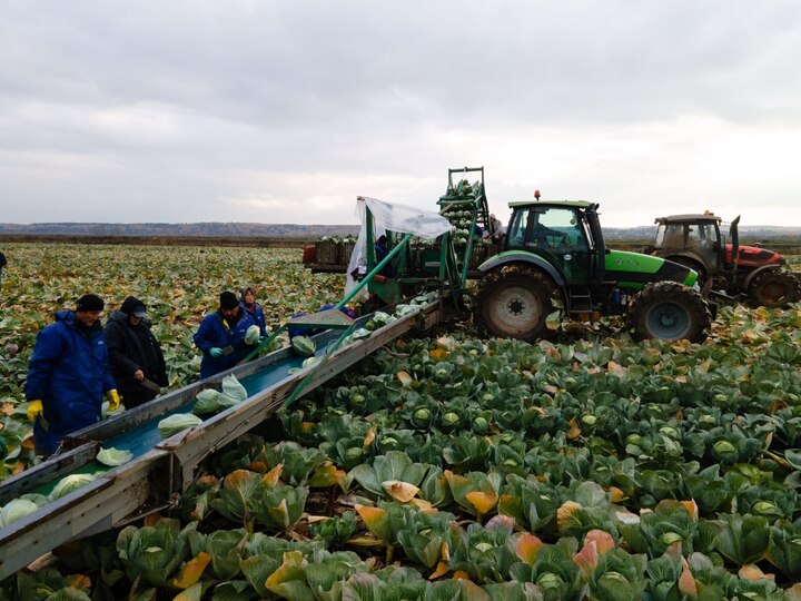 АО «Дашковка» в Серпухове завершает уборочный сезон овощей открытого грунта