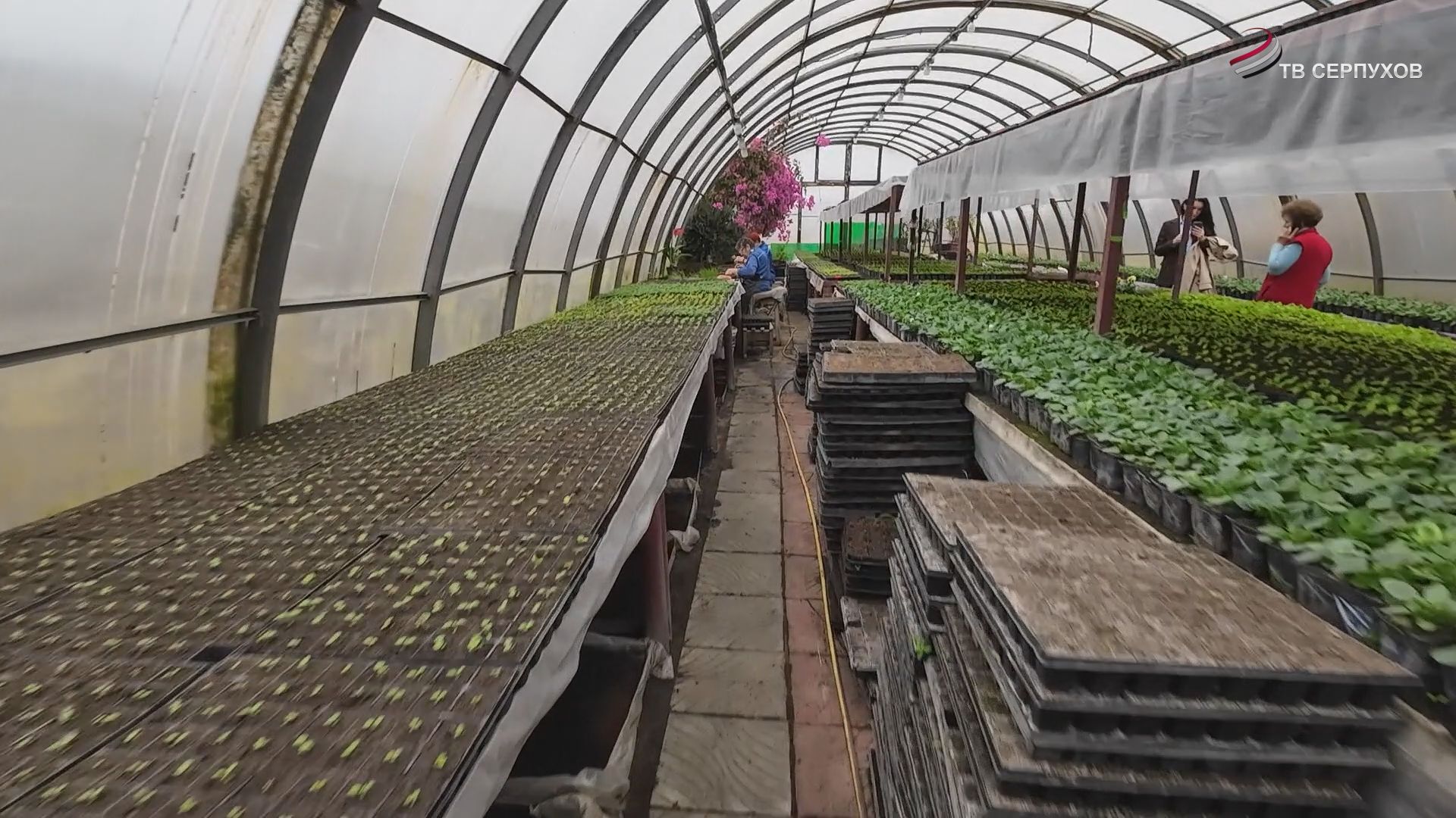 Более 20 тысяч виол украсят клумбы городских клумб в Серпухове и Протвино