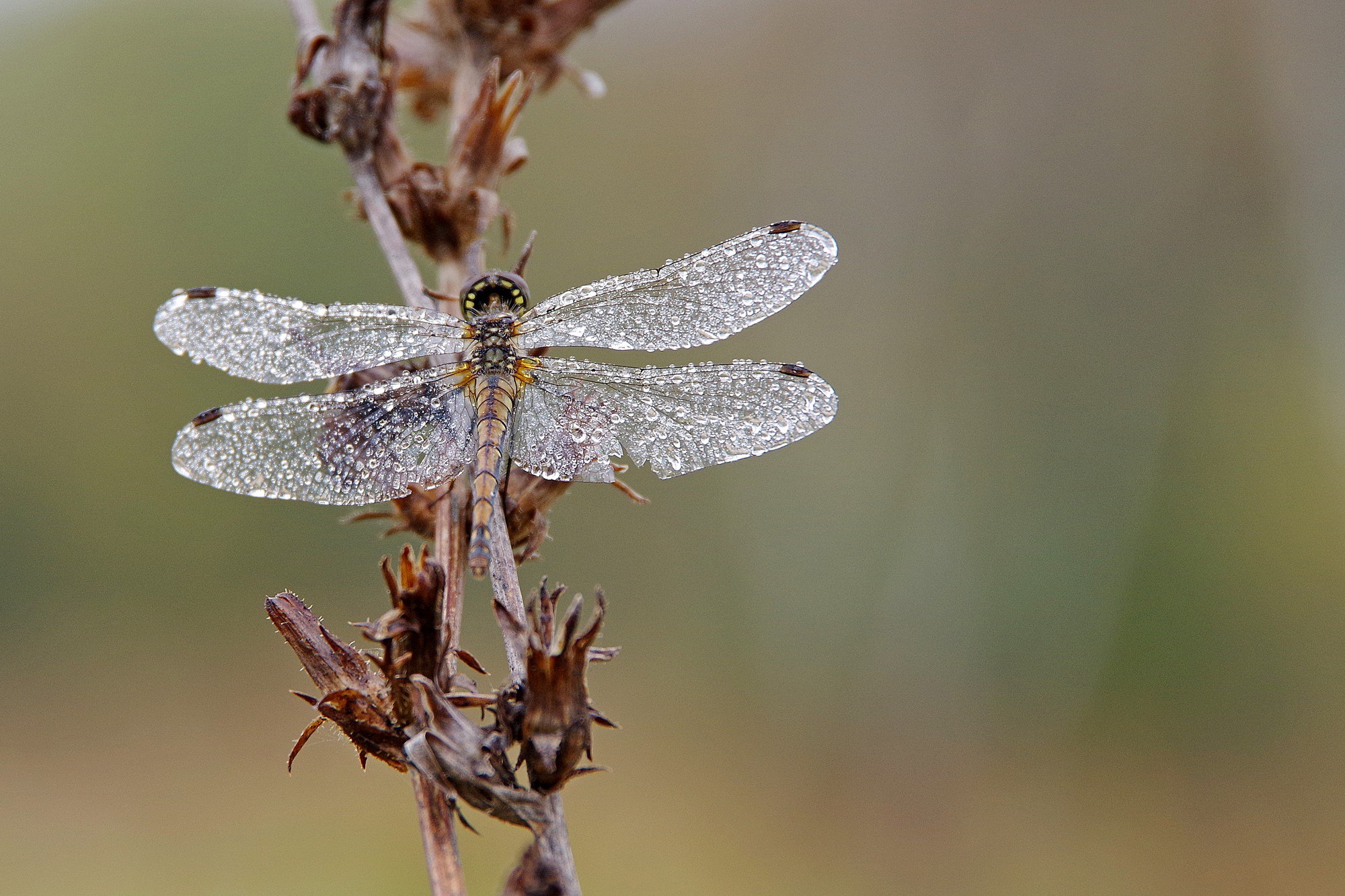 Уникальные фотографии стрекоз опубликовал Приокско-Террасный заповедник