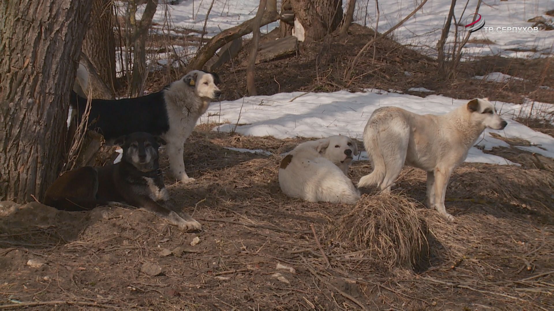 Самовыгул собак в Серпухове запрещен
