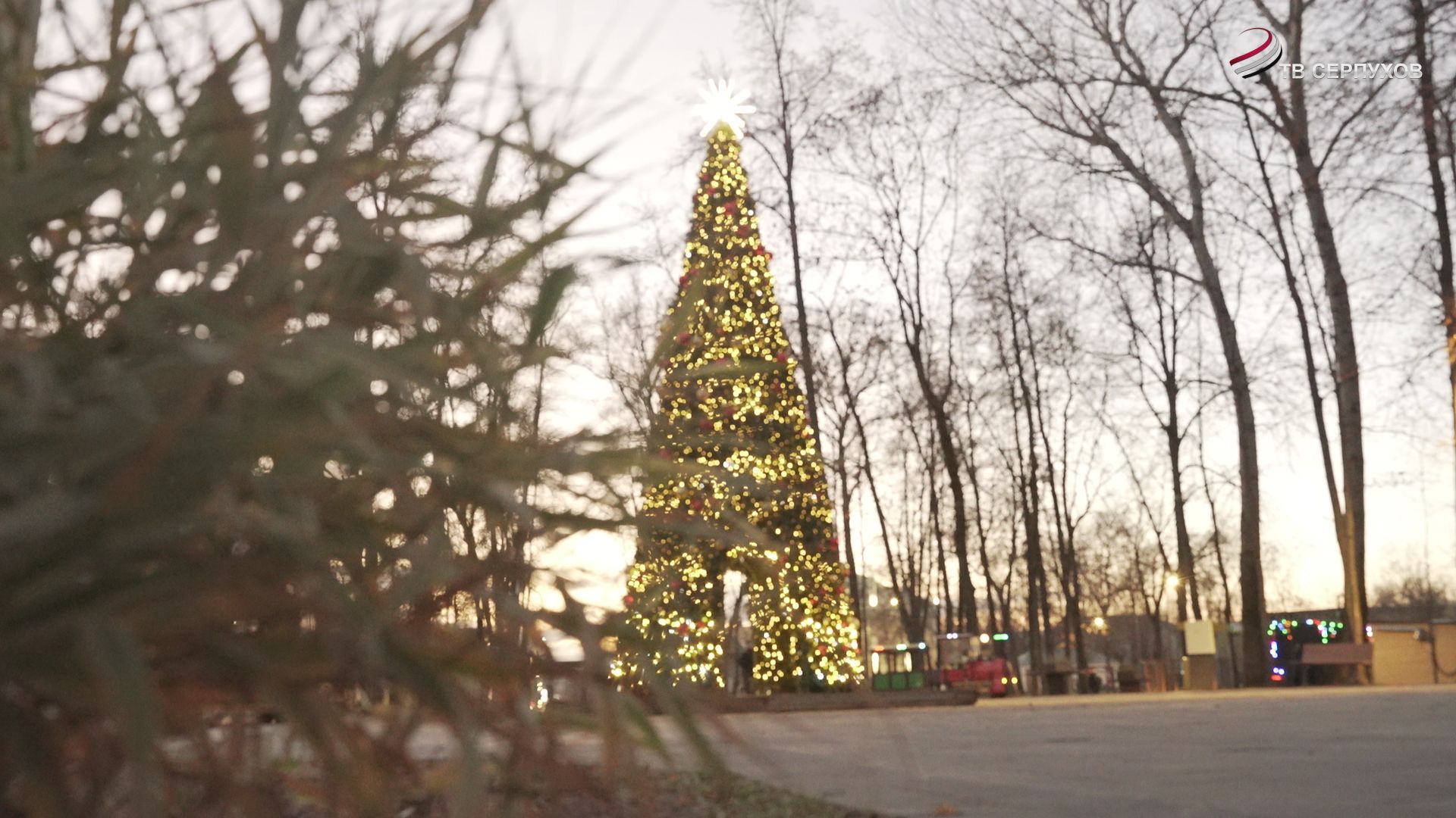 В парке имени Олега Степанова установили новогоднюю елку