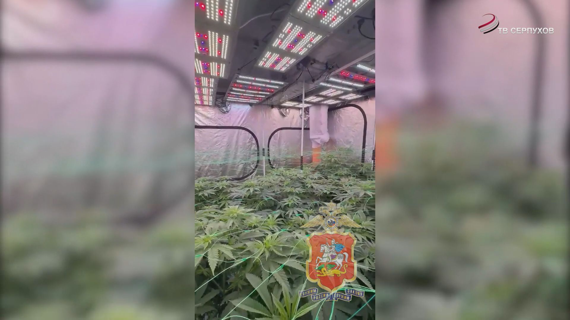 В Серпухове полицейские задержали москвича, который выращивал коноплю на даче тёщи