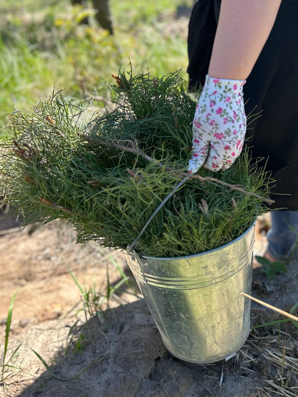 Акция «Сад Памяти» пройдёт в Серпухове