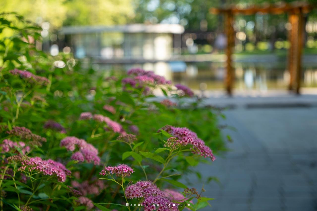 В парках Серпухова проходит акция «Вальс цветов»