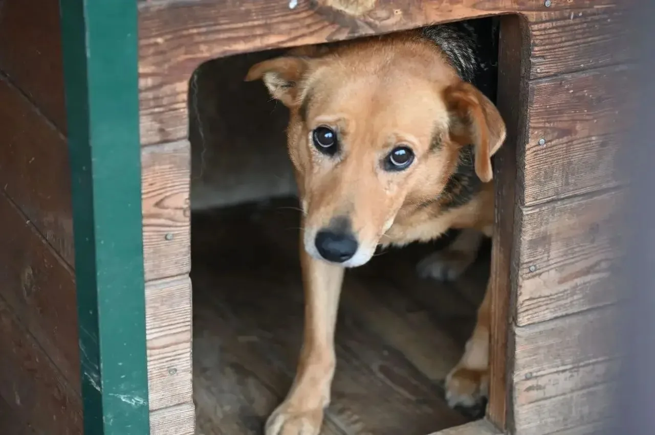 Глава городского округа Серпухов Алексей Шимко посетил приют «Зоозащита+» Глава городского округа Серпухов Алексей Шимко посетил приют «Зоозащита+»