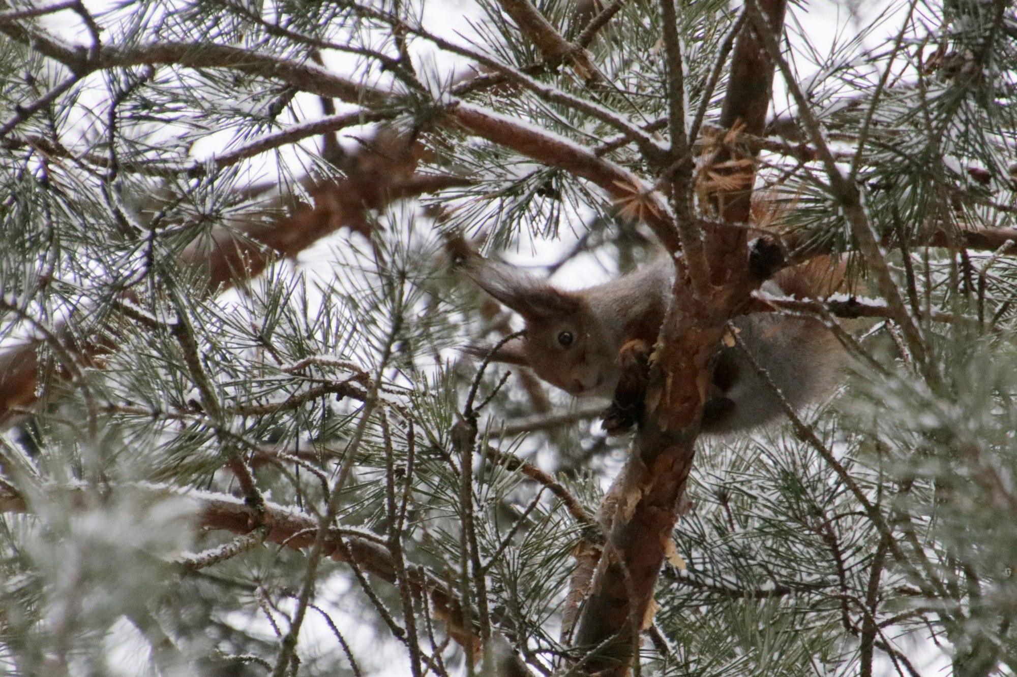 Приокско-Террасный заповедник в Серпухове отмечает День заповедников и национальных парков