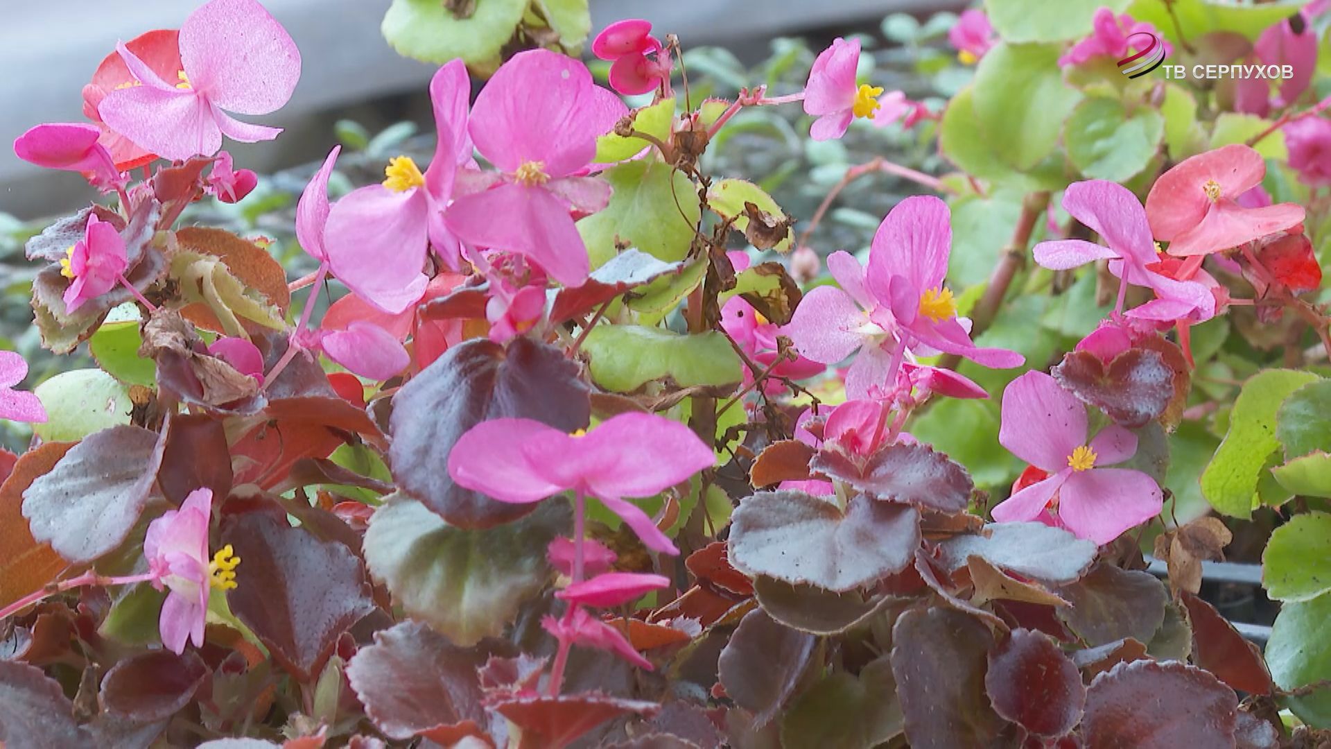 В Серпухове готовят к высадке цветы