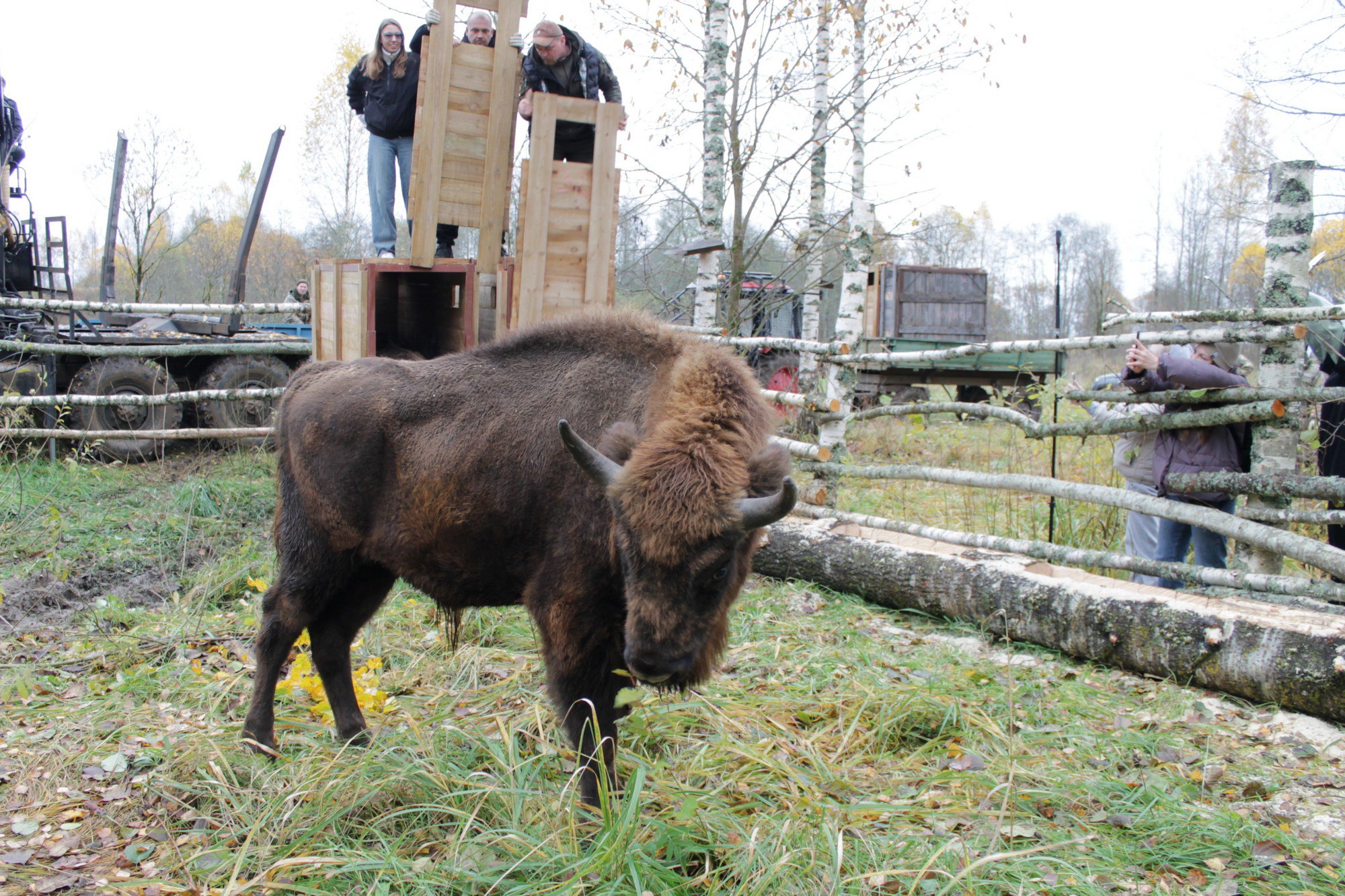 Молодых зубров из Приокско-Террасного заповедника отправили на Смоленщину