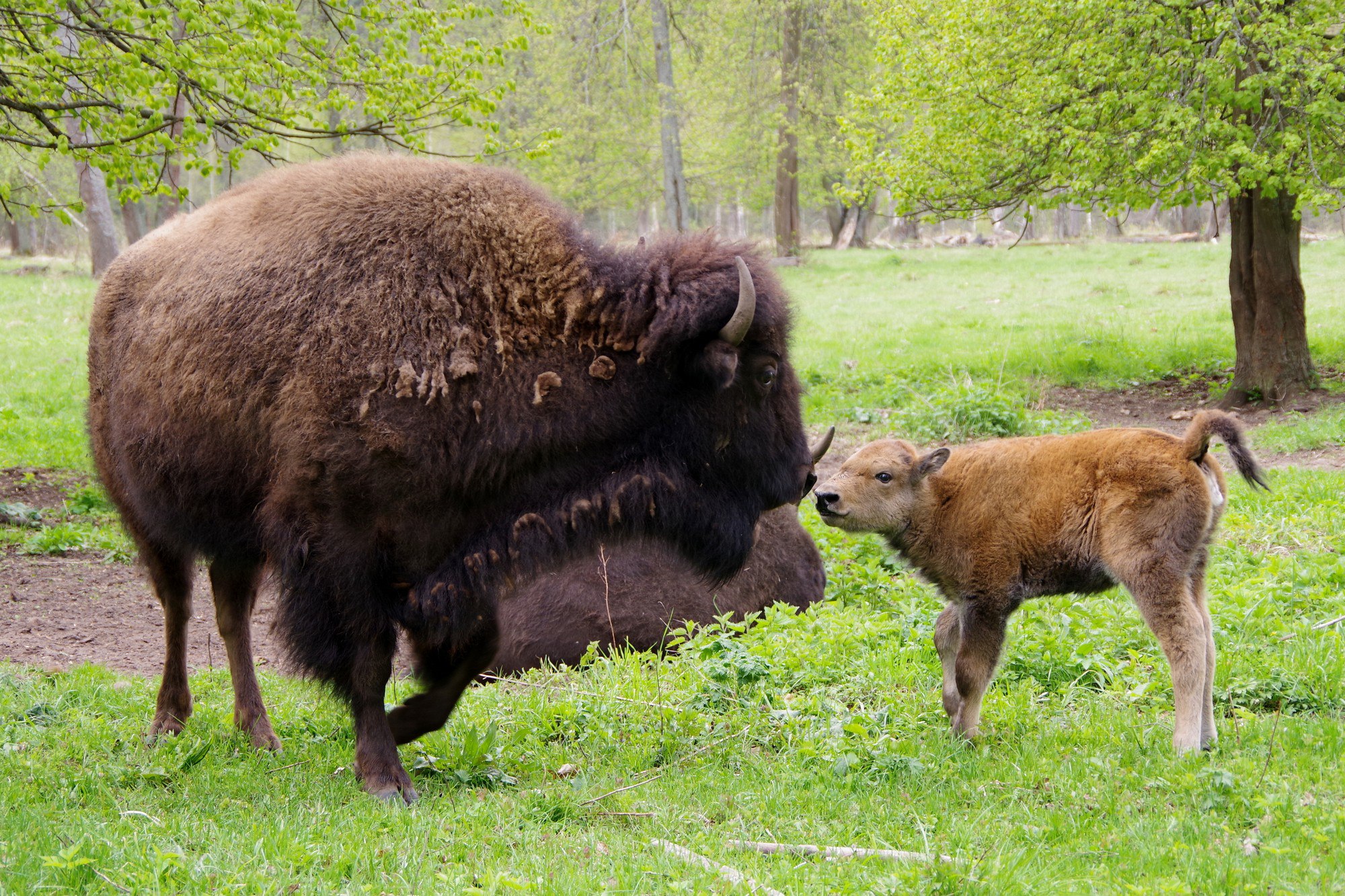 Приокско-Террасный заповедник в Серпухове предлагает жителям выбрать имена для новорожденных телят