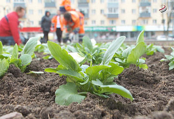 В Серпухове появляются первые клумбы