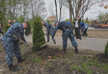 В Серпухове высадили аллею туй