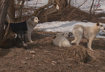 Самовыгул собак в Серпухове запрещен